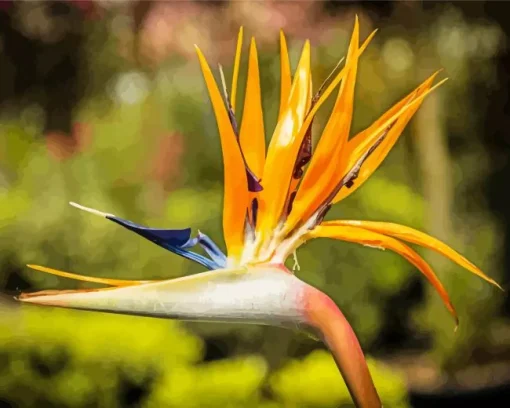 orange Bird of paradise Diamond Paints