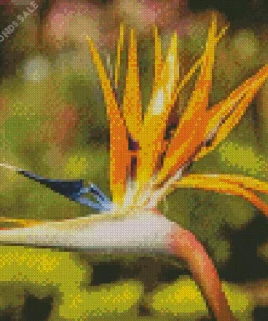 orange Bird of paradise Diamond Paints