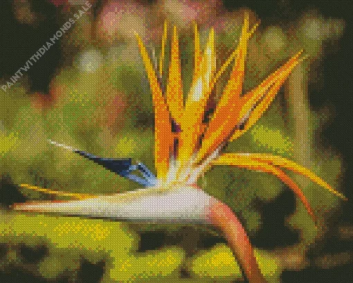 orange Bird of paradise Diamond Paints