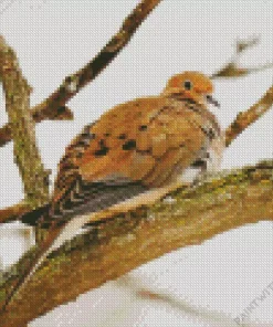 Orange Mourning Dove Diamond Painting