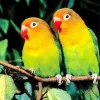 Orange And Green Lovebirds Diamond Painting