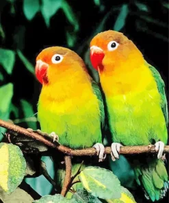 Orange And Green Lovebirds Diamond Painting