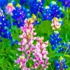 Pink Bluebonnets Diamond Painting