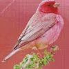 Pink Canary Diamond Painting