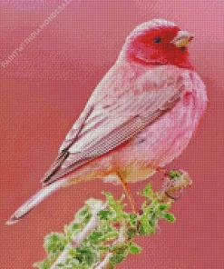 Pink Canary Diamond Painting