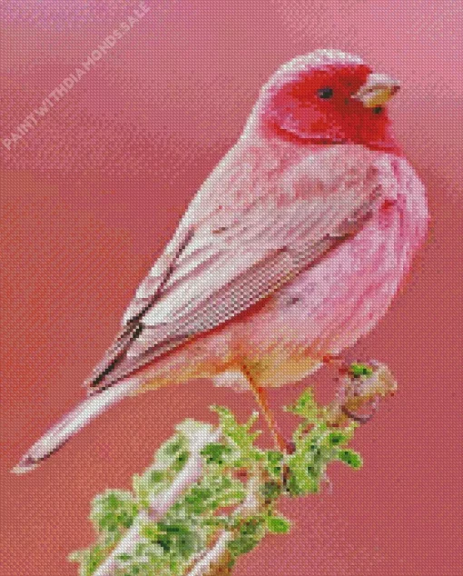 Pink Canary Diamond Painting