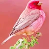 Pink Canary Diamond Painting