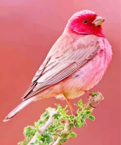 Pink Canary Diamond Painting