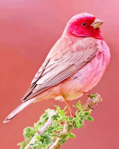 Pink Canary Diamond Painting