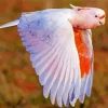 Pink Cockatoo Diamond Painting