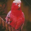 Pink Cockatoo Art Diamond Painting