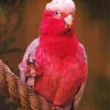 Pink Cockatoo Art Diamond Painting