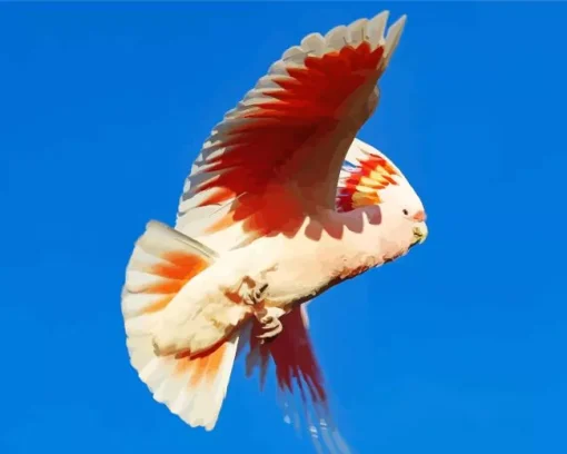 Pink Cockatoo Bird Diamond Painting