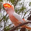 Pink Cockatoo On A Branch Diamond Painting