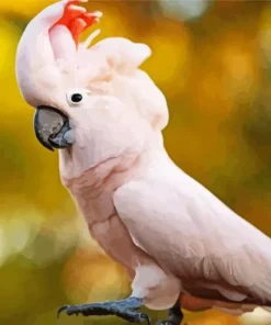 Pink Salmon Crested Cockatoo Bird Diamond Painting