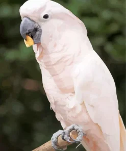 Pink Fluffy Salmon Crested Cockatoo Diamond Painting