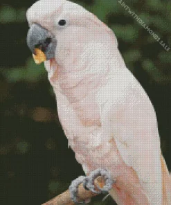 Pink Fluffy Salmon Crested Cockatoo Diamond Painting