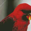 Red Cardinal Lory Bird Diamond Painting