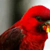 Red Cardinal Lory Bird Diamond Painting