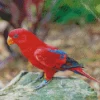 Red Eos Bird Diamond Painting