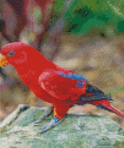 Red Eos Bird Diamond Painting