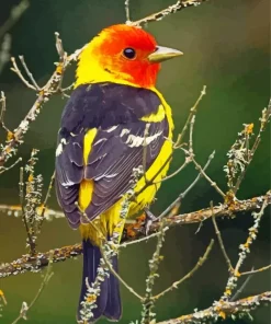 Red And Yellow Western Tanager Diamond Painting