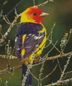 Red And Yellow Western Tanager Diamond Painting