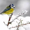 Snowy Blue Tit Diamond Painting