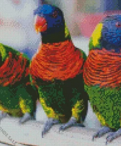 Three Trichoglossus Birds Diamond Painting