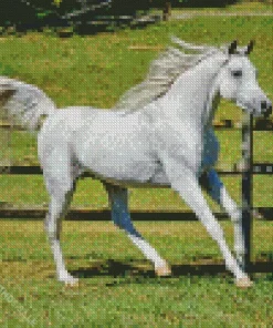 White Arabian Horse Diamond Painting