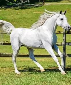 White Arabian Horse Diamond Painting