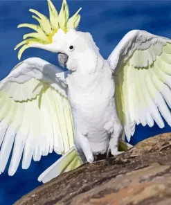 White Cockatoo Diamond Painting