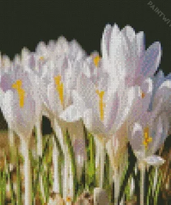 white Crocus Plant Diamond Painting