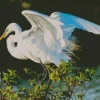 White Great Egret Diamond Painting