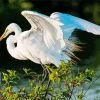White Great Egret Diamond Painting