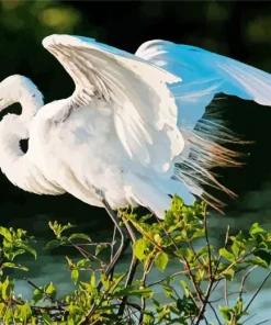 White Great Egret Diamond Painting