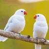 White Lovebirds Diamond Painting