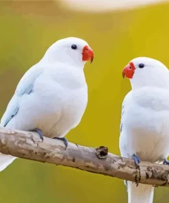 White Lovebirds Diamond Painting