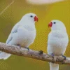 White Lovebirds Diamond Painting