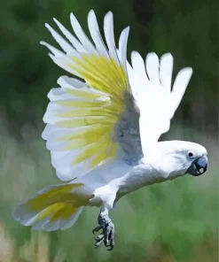 White Salmon Crested Cockatoo Diamond Painting