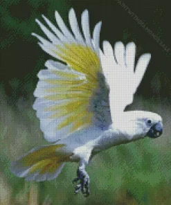 White Salmon Crested Cockatoo Diamond Painting