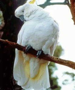 White Salmon Crested Cockatoo Bird Diamond Painting