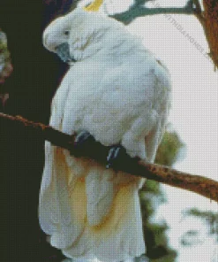 White Salmon Crested Cockatoo Bird Diamond Painting