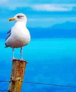 White Seagull Bird Diamond Painting