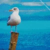 White Seagull Bird Diamond Painting