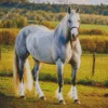 White Shire Horse Diamond Painting