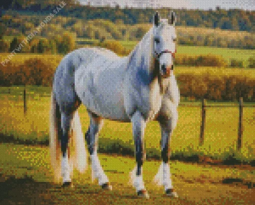 White Shire Horse Diamond Painting