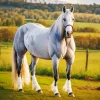 White Shire Horse Diamond Painting