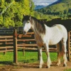 white Shire Horse With Black Hair Diamond Painting