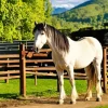 white Shire Horse With Black Hair Diamond Painting